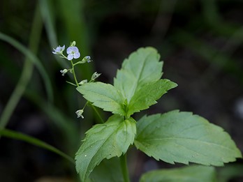 Veronica americana